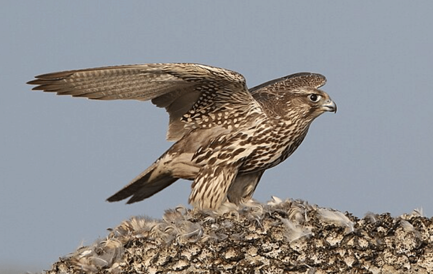 potret burung gyrfalcon 
