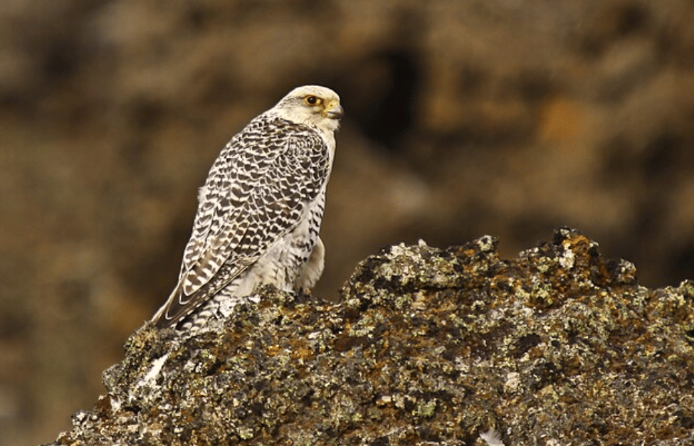 potret burung gyrfalcon 