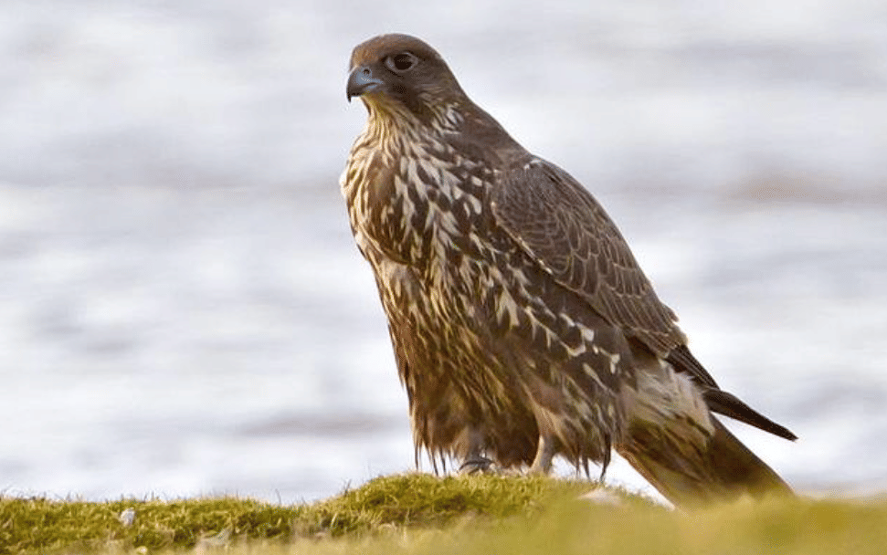 potret burung gyrfalcon