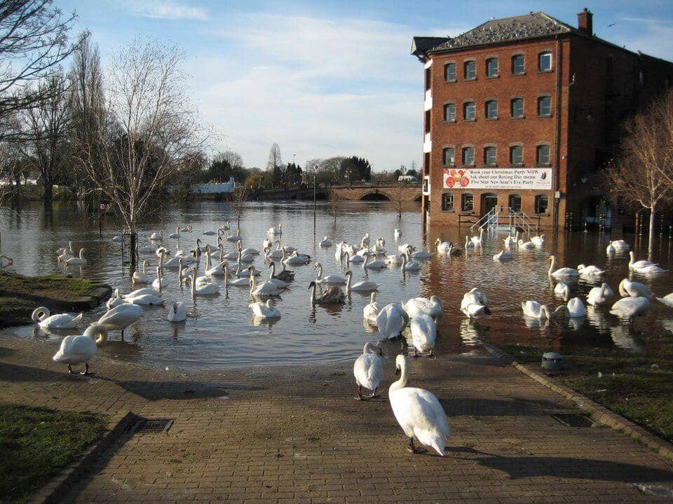Hewan yang bisa berenang dan terbang seperti angsa pun tak lepas dari dampak bencana banjir.