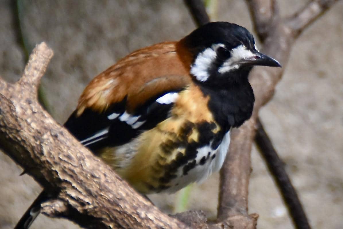Burung Anis Nusa Tenggara