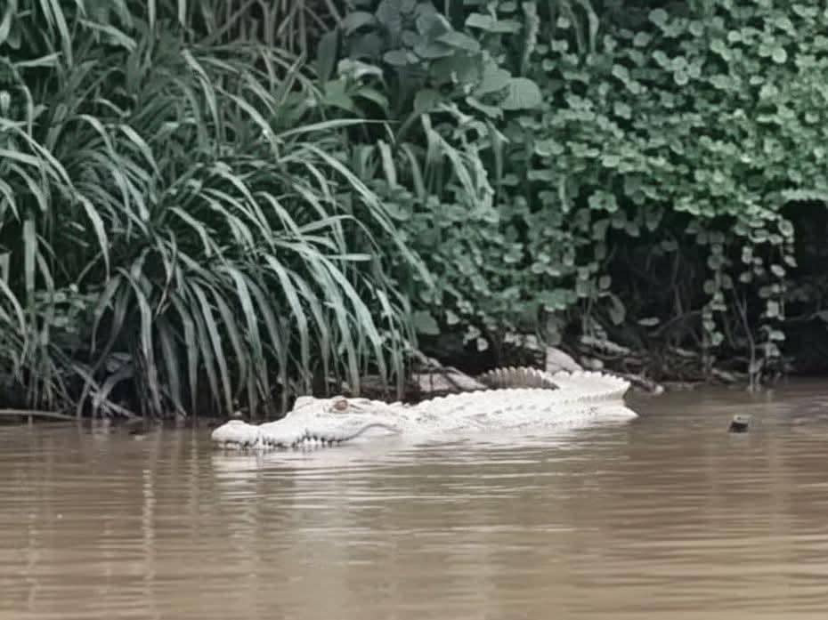 Kemunculan buaya putih diduga di aliran Sungai Way Sekampung, Kabupaten Pringsewu. 