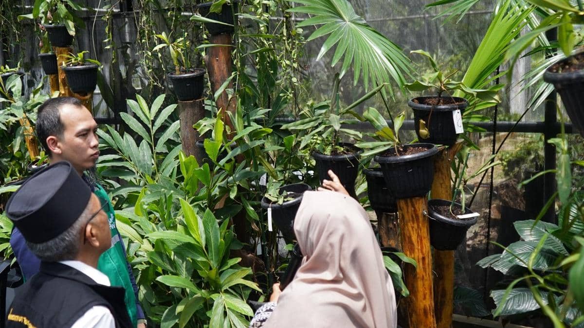 Institut Teknologi Sumatera (Itera) bersama PT PLN Nusantara Power UP berkolaborasi mengembangkan Taman Nepenthes atau Taman Kantong Semar di Kebun Raya Itera