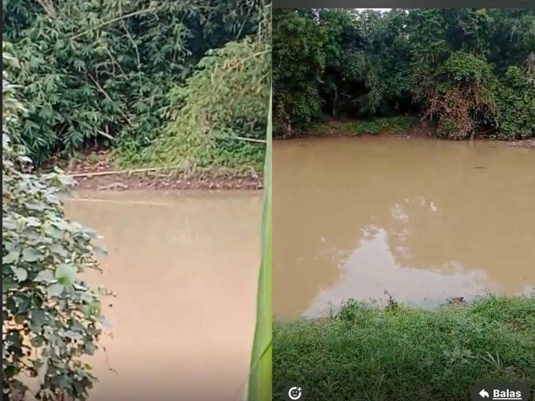 Kemunculan buaya putih diduga di aliran Sungai Way Sekampung, Kabupaten Pringsewu.