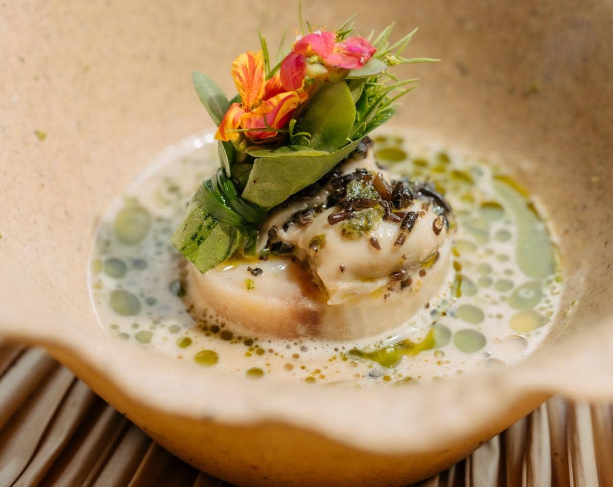 Flametail of Syrco BASÈ (1).jpg