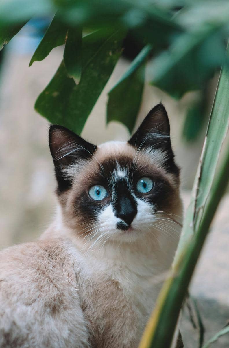 Ilustrasi kucing siam (Unplash/Victoria Duarte)