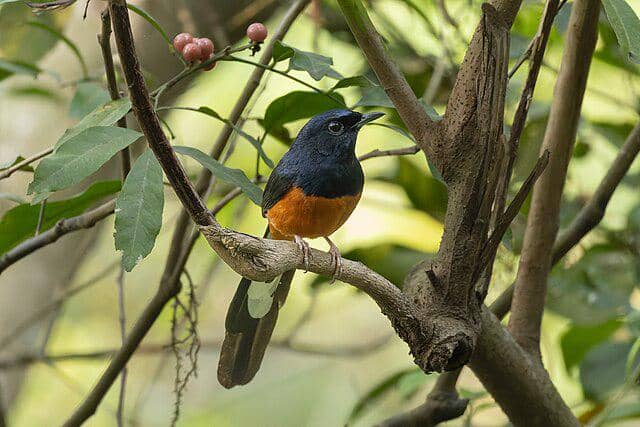potret burung murai batu