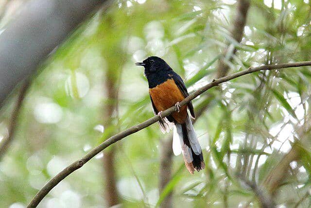 potret burung murai batu
