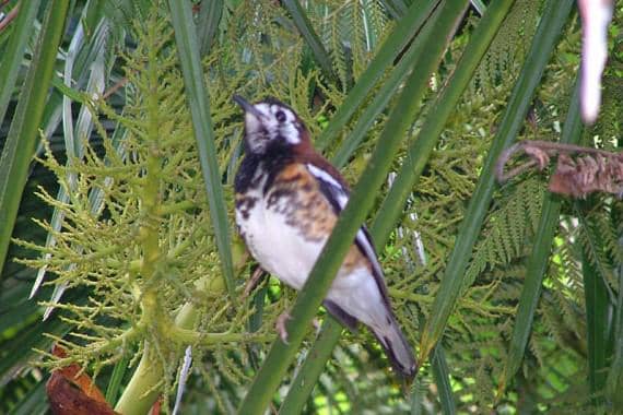 Burung Anis Nusa Tenggara 