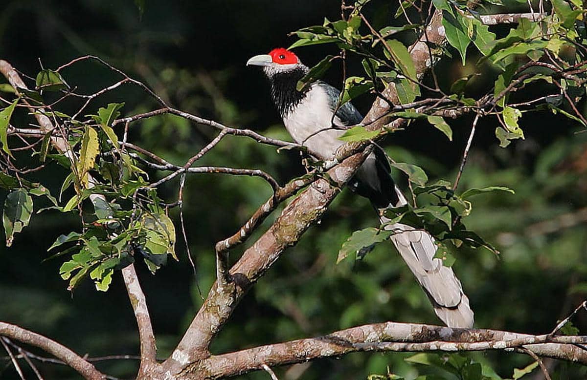 Red-faced Malkoha 