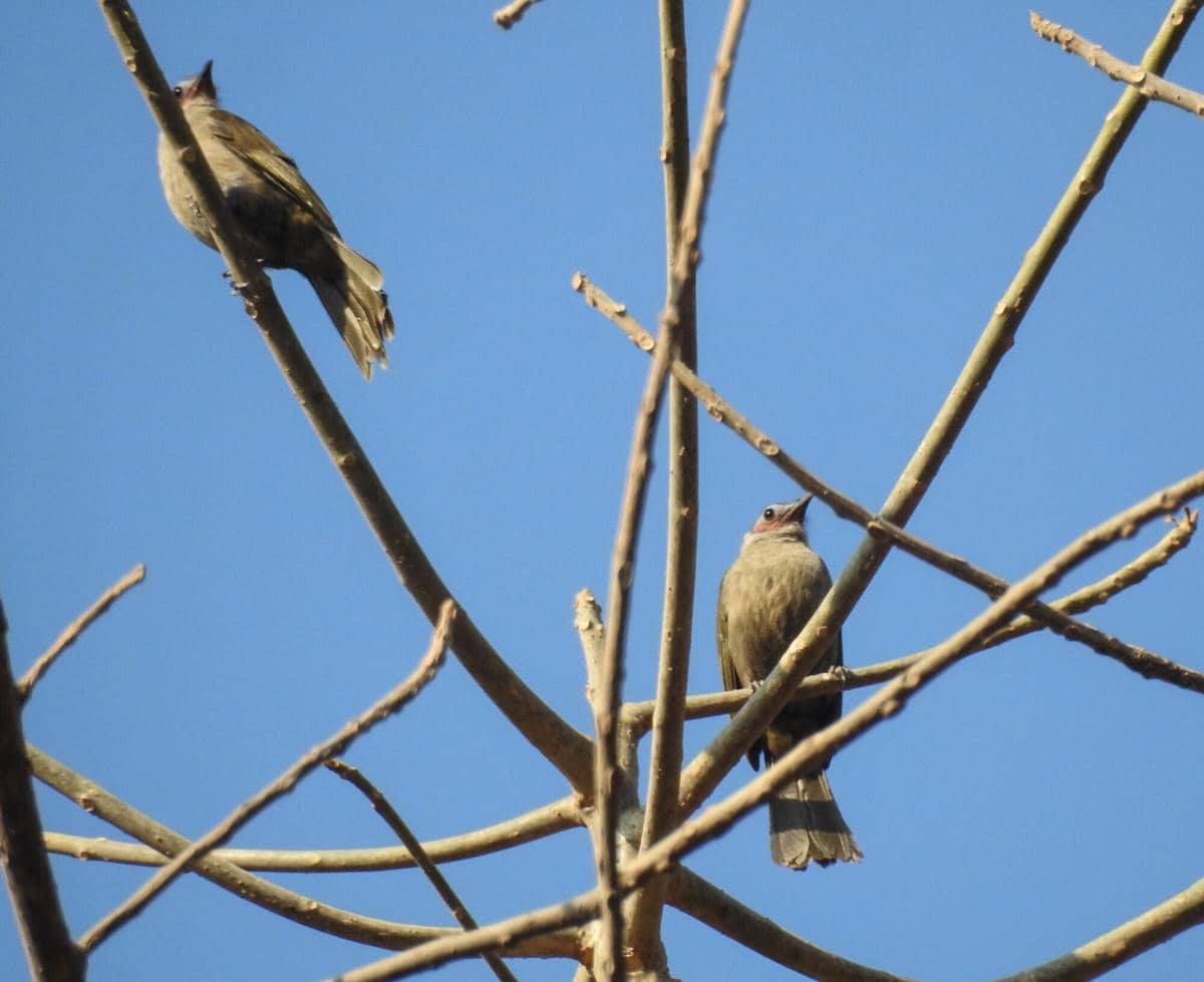 Bare-faced Bulbul
