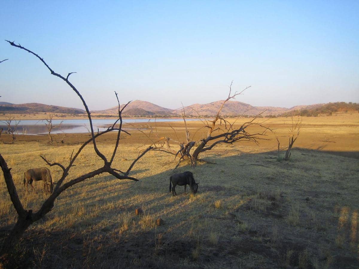 potret Pilanesberg National Park