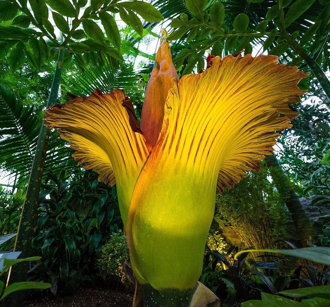 Amorphophallus titanum
