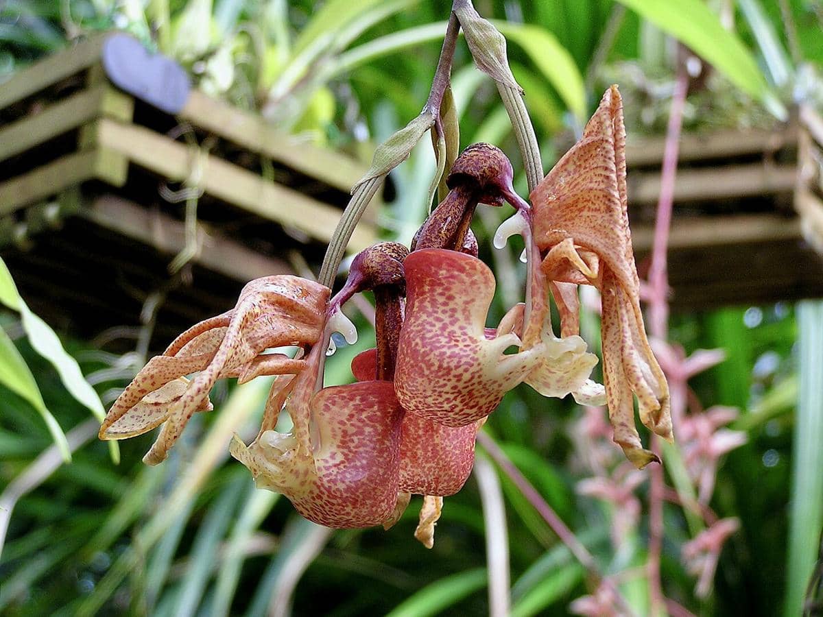Coryanthes speciosa
