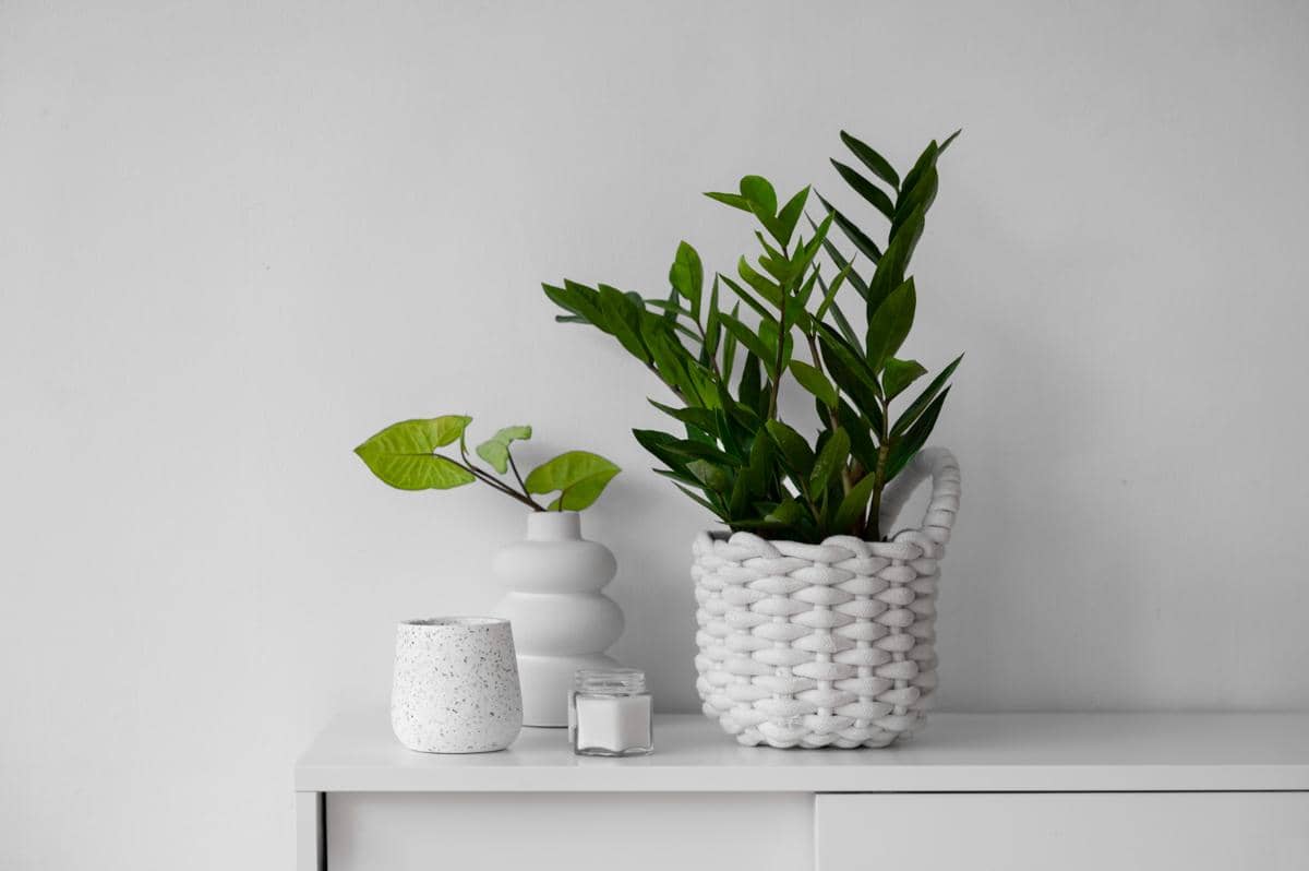 ilustrasi tanaman hias