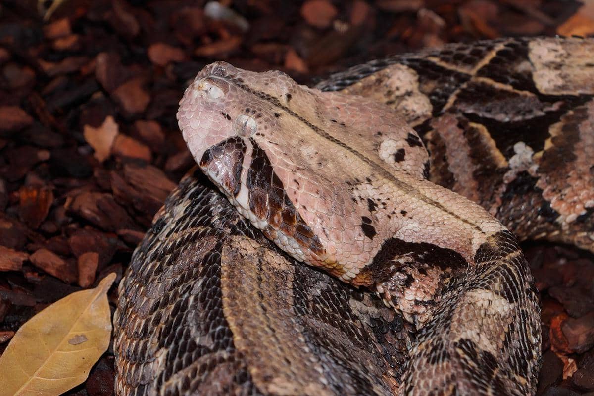 gaboon viper