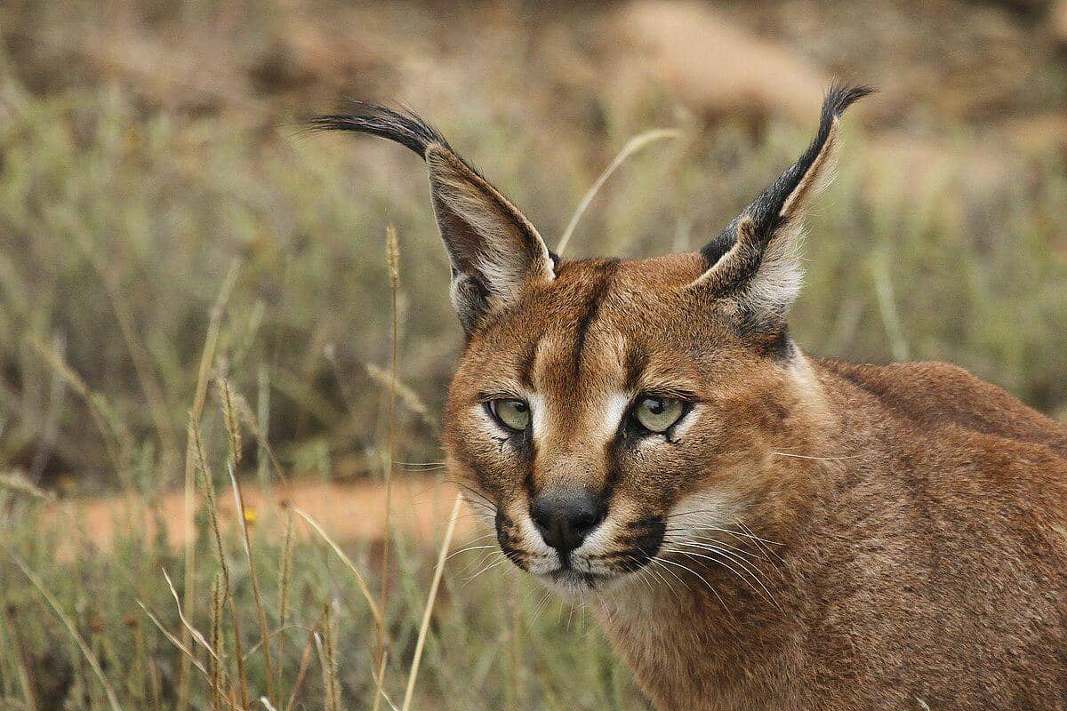 potret Asiatic Caracal (commons.wikimedia.org/Leo Za1)