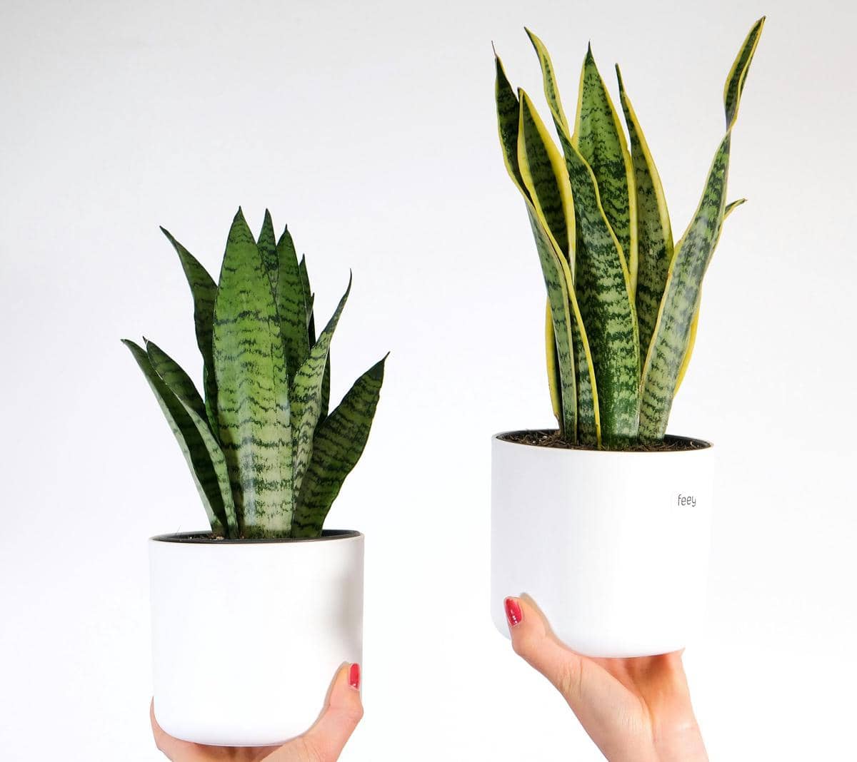 Tanaman lidah mertua