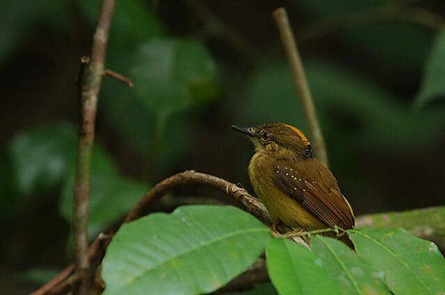 potret burung royal flycatcher