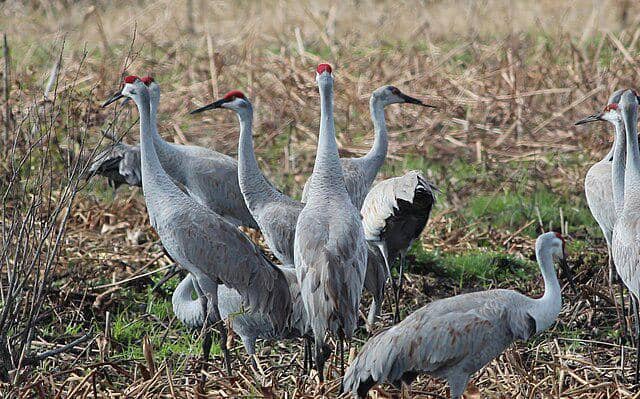 potret burung sandhill crane