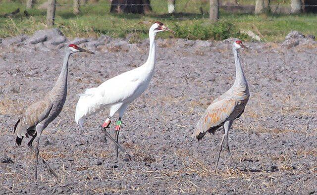 potret burung sandhill crane