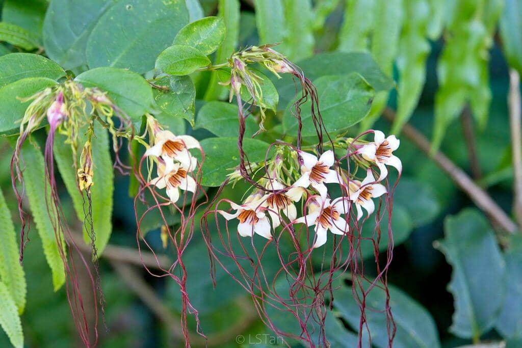 Strophanthus preussii