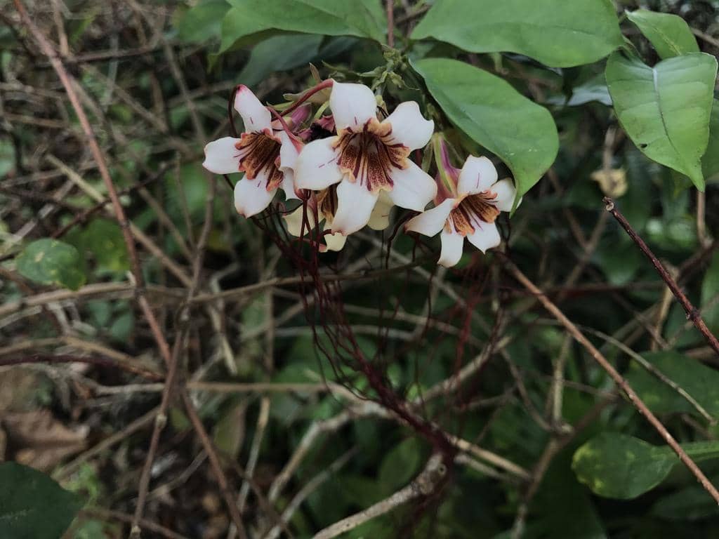 Strophanthus preussii