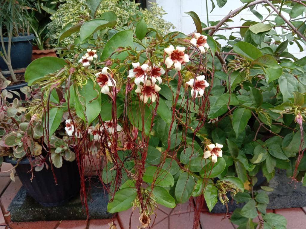 Strophanthus preussii