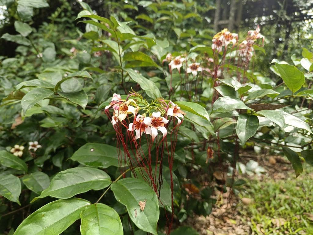 Strophanthus preussii
