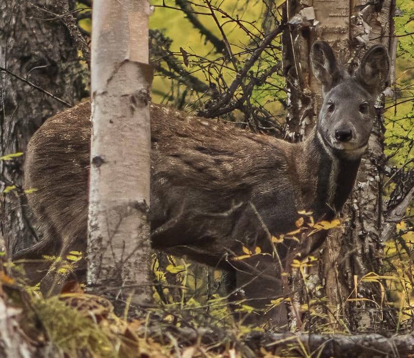 potret rusa dari family Moschus (commons.wikimedia.org/Dmitry Ivanov)