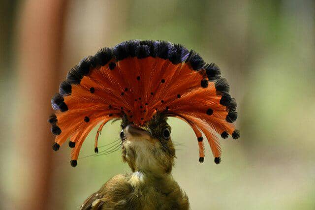 potret burung royal flycatcher
