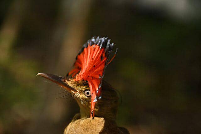 potret burung royal flycatcher