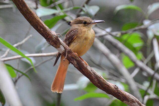 potret burung royal flycatcher