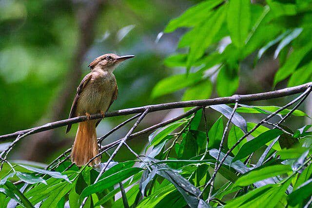 potret burung royal flycatcher