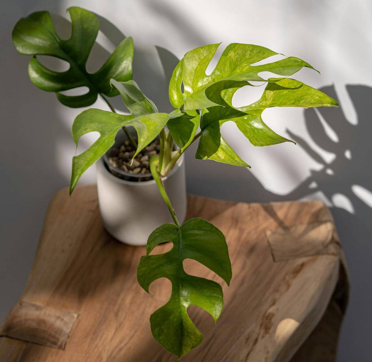 Mini monstera