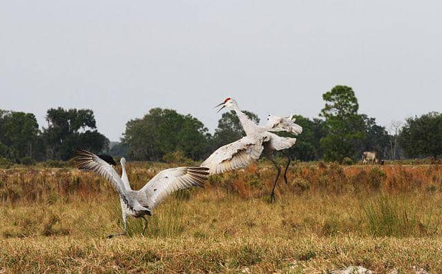 potret burung sandhill crane