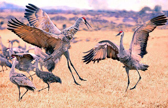 potret burung sandhill crane