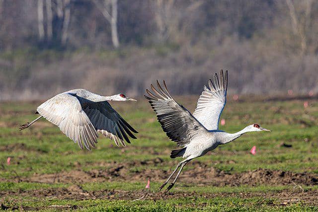 potret burung sandhill crane