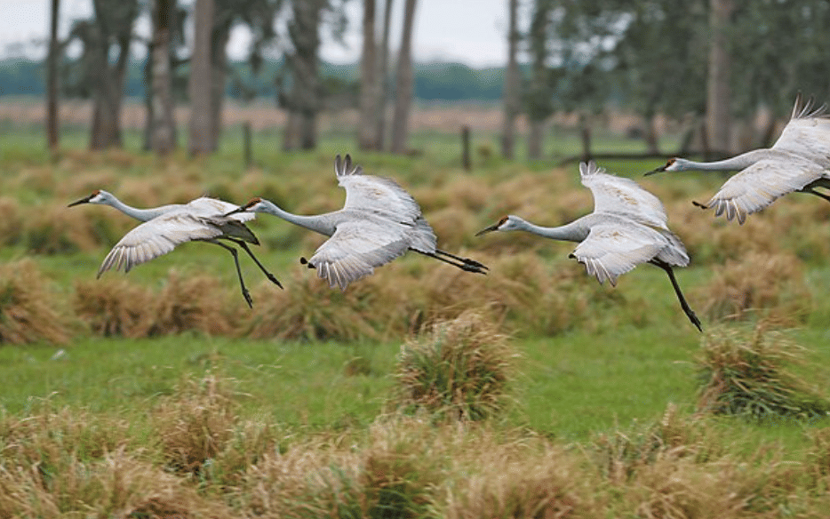 potret burung sandhill crane