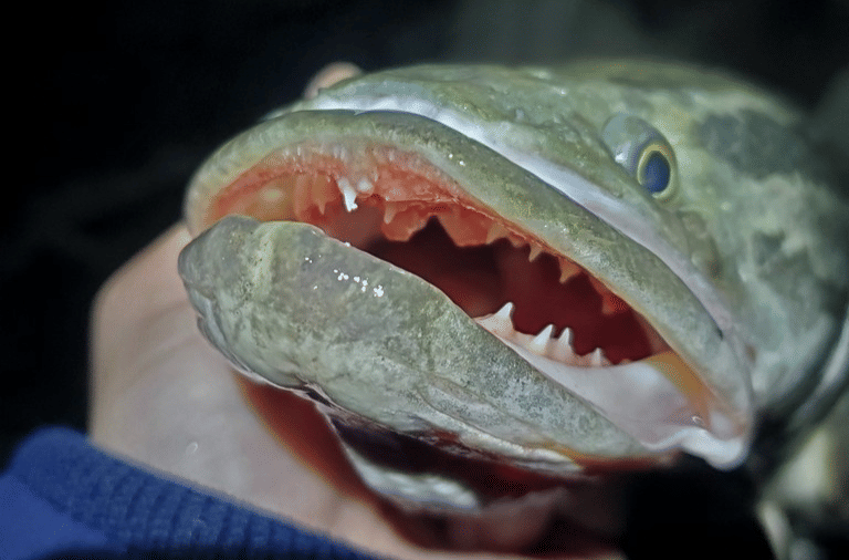 5 Fakta Ilmiah Ikan Gabus Utara, Predator Sepanjang 1 Meter