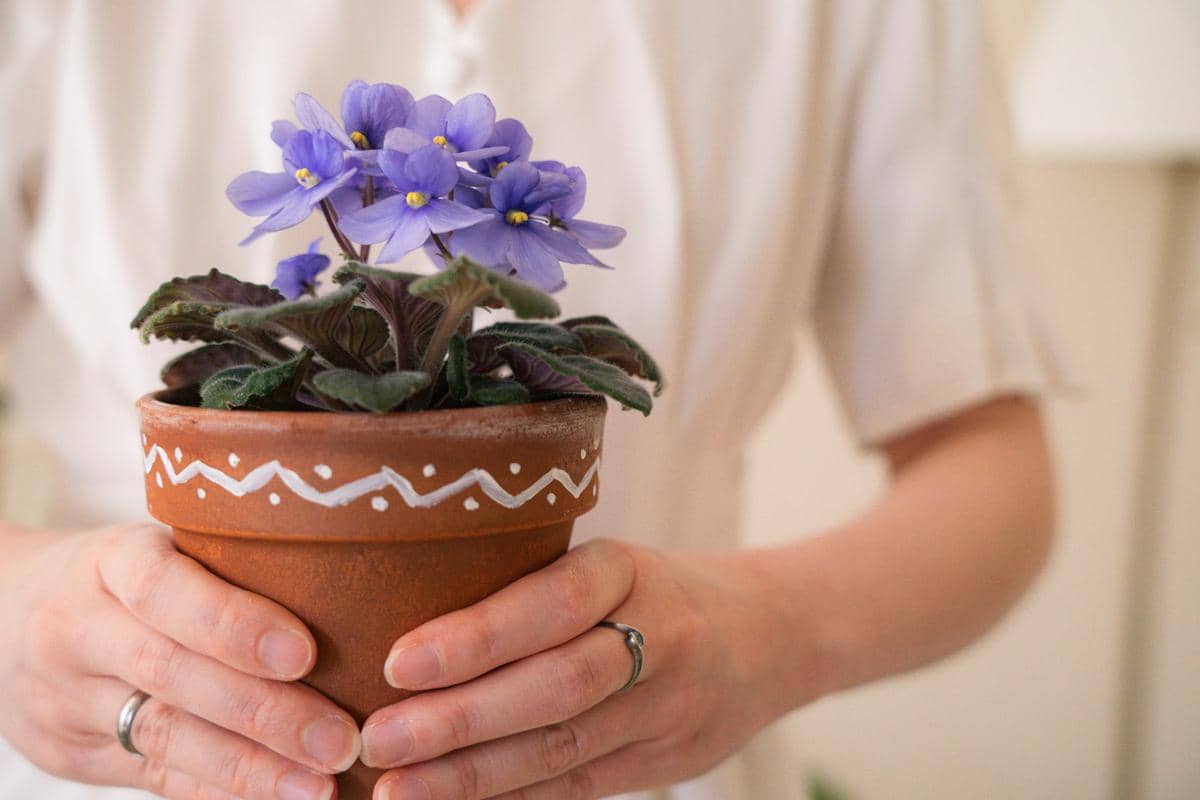 African violet