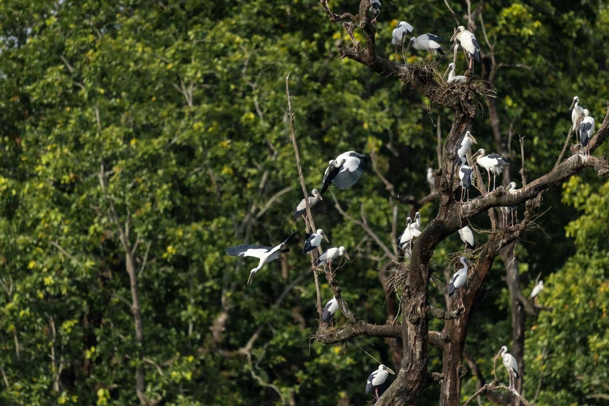 ilustrasi sekelompok burung migran bertengger di pepohonan hutan 