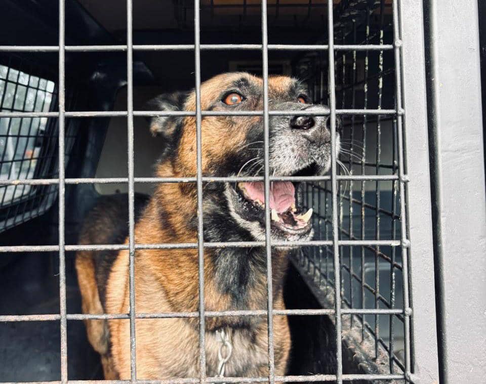 Anjing K9 Polda gugur