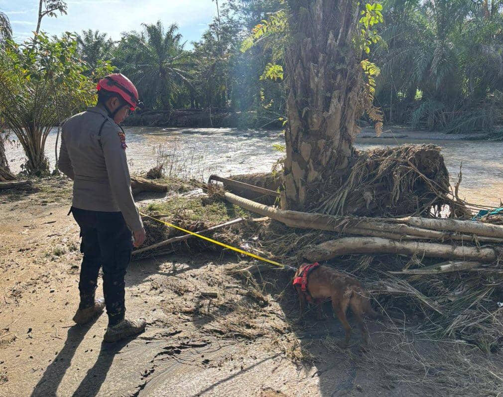 Kisah Anjing K9, Tewas Kelelahan saat Cari Korban Longsor di Sumbar