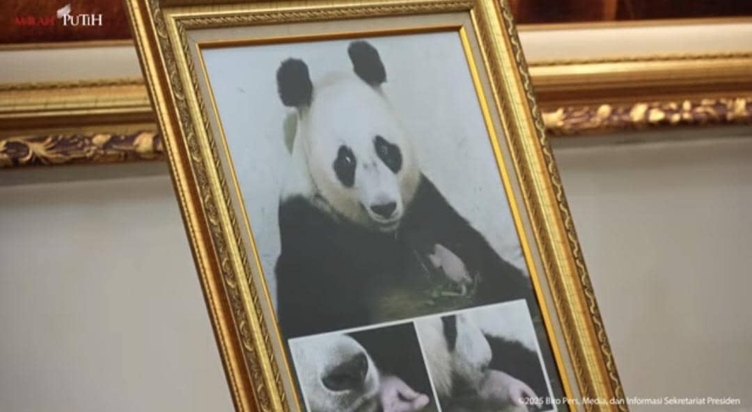 Prabowo Subianto, panda
