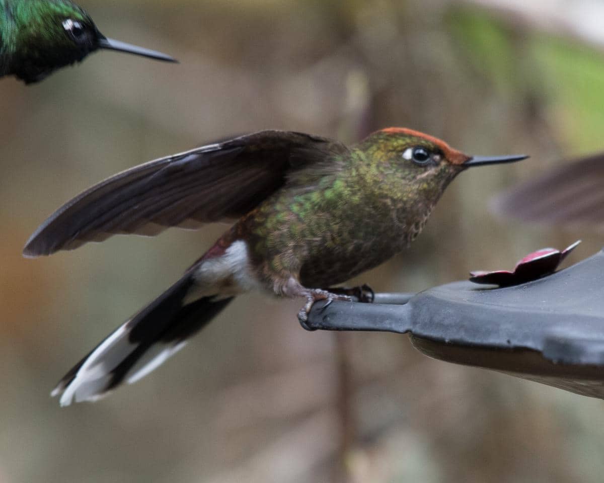 Rainbow-bearded Thornbill betina