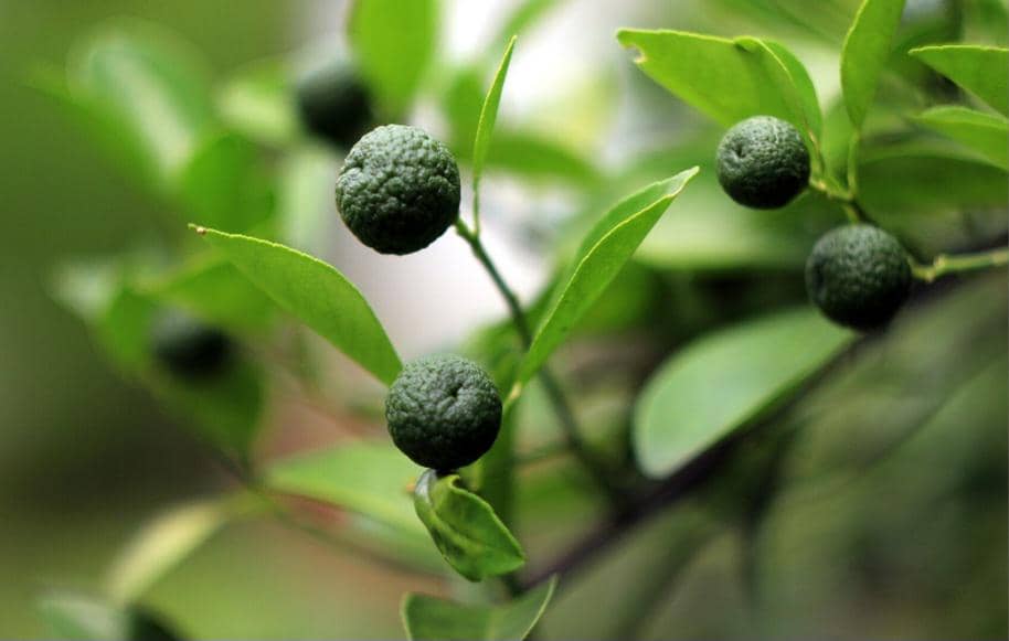 ilustrasi jeruk limau (commons.wikimedia.org/Eka P. Amdela)