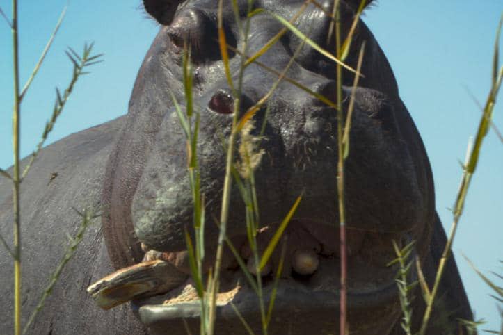 adegan dalam film Pepe