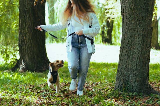 Ilustrasi membawa hewan peliharaan