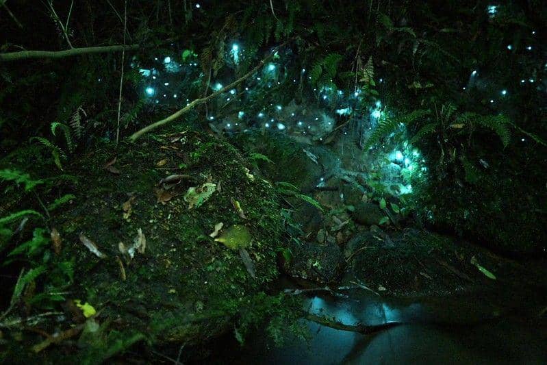 Ilustrasi hutan Waipoua yang jadi surga bagi para satwa